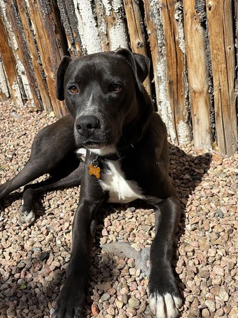 FLACO - American Pit Bull Terrier available for adoption