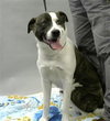 BRONCO BOB - Photo 1