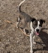 BRONCO BOB - Photo 1