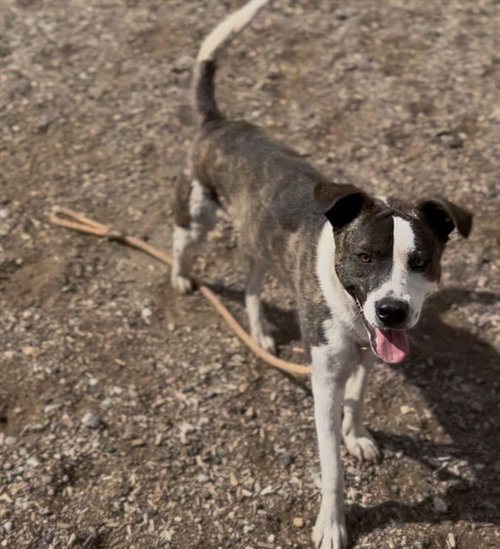 BRONCO BOB - Labrador Retriever available for adoption