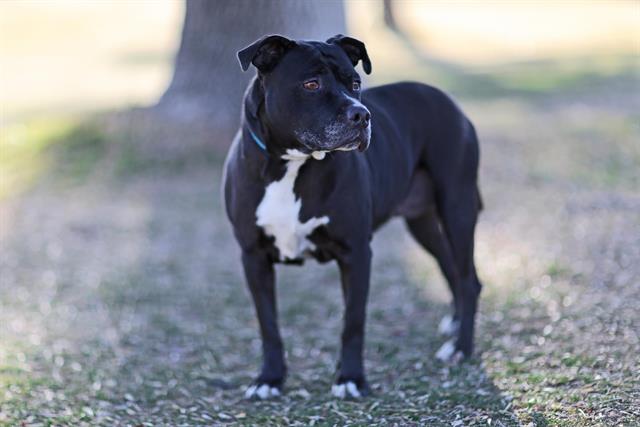 Pit Bull