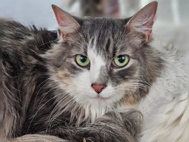 Coral - Domestic Medium Hair