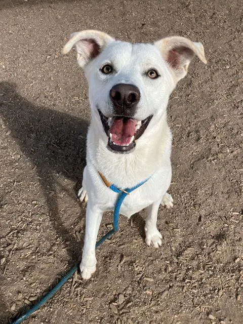 Cooper - Labrador Retriever