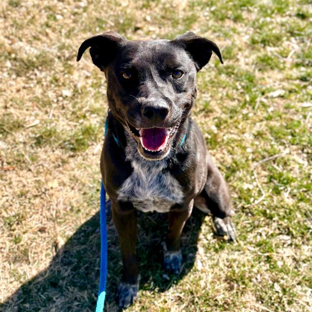 Australian Cattle Dog