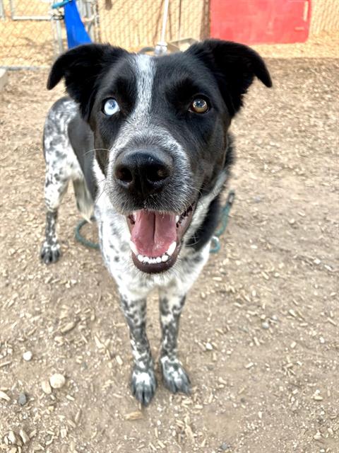 SHADOW - Australian Cattle Dog/Blue Heeler available for adoption