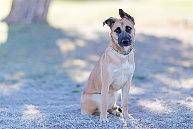 Australian Cattle Dog