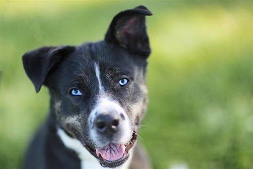 MONIQUE, an adoptable Siberian Husky in Albuquerque, NM