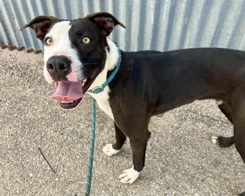 picture of the dog needing adoption