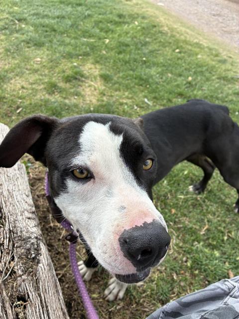 picture of the dog needing adoption