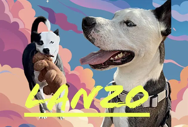 Lanzo - Labrador Retriever