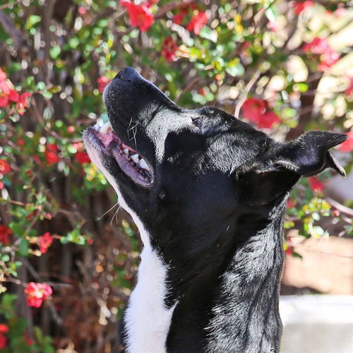 picture of the dog needing adoption