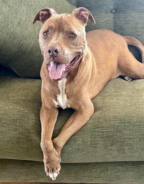Pit Bull