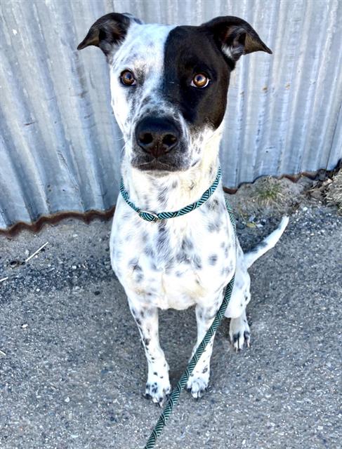 Australian Cattle Dog