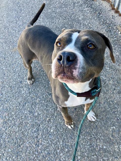 Pit Bull