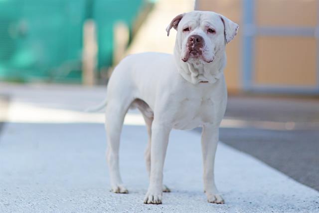 Pit Bull