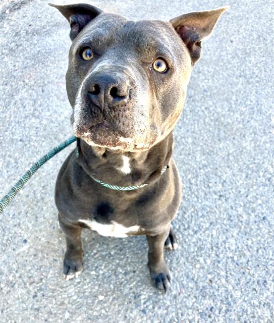 Pit Bull