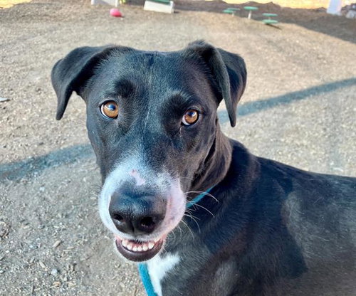 picture of the dog needing adoption