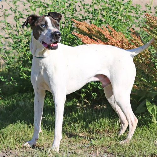 BLANCO, an adoptable Pointer in Albuquerque, NM