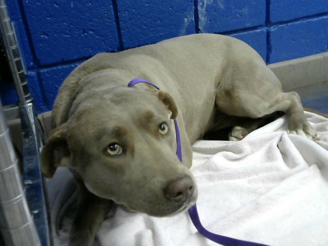 Labrador Retriever