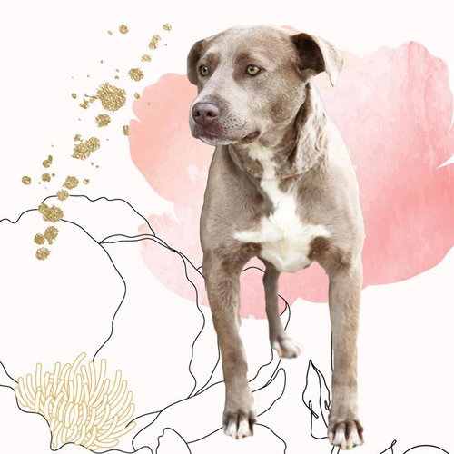 picture of the dog needing adoption