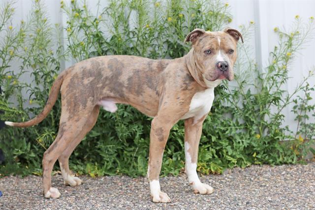 BUSTER Image