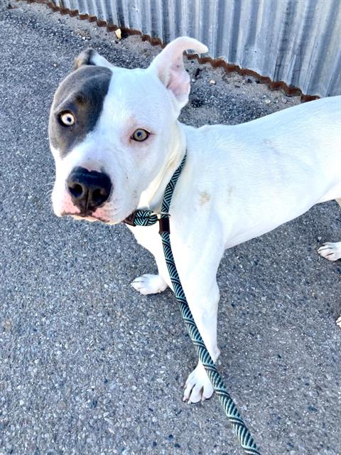 Pit Bull