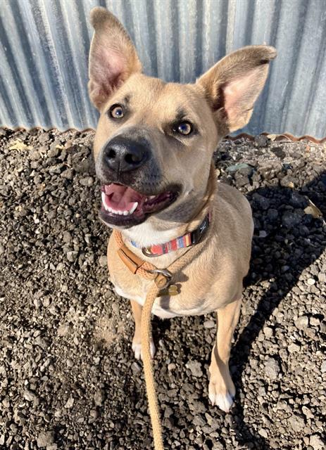 SANDY - American Pit Bull Terrier available for adoption