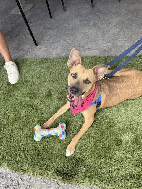 SANDY, an adoptable German Shepherd Dog in Albuquerque, NM