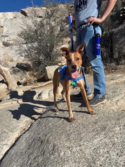 Australian Cattle Dog