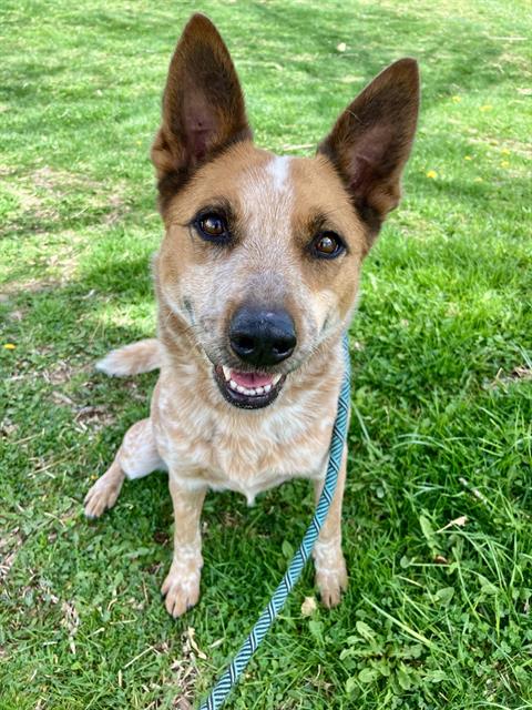 picture of the dog needing adoption
