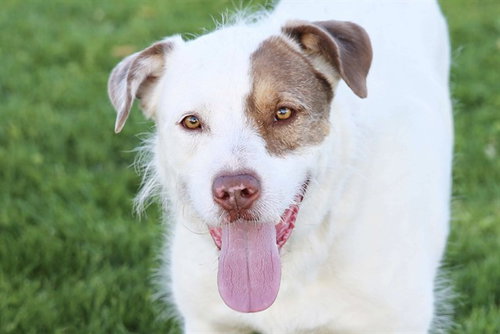 KANE, an adoptable Australian Shepherd in Albuquerque, NM