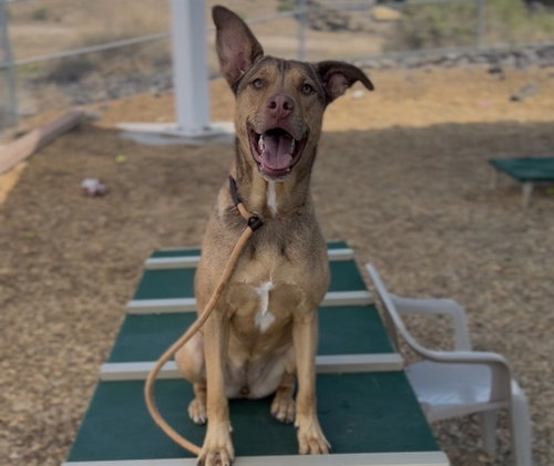 MISA, an adoptable Labrador Retriever in Albuquerque, NM