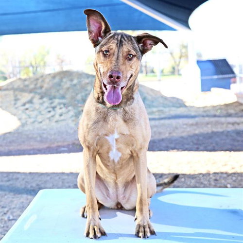 MISA, an adoptable Labrador Retriever in Albuquerque, NM