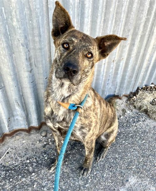 TINA, an adoptable Dutch Shepherd in Albuquerque, NM