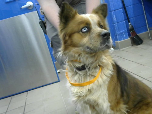 picture of the dog needing adoption