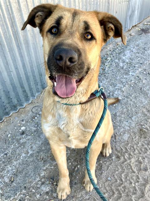 SPIKE, an adoptable German Shepherd Dog in Albuquerque, NM