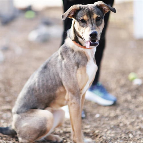 LULU - German Shepherd Dog available for adoption