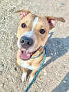 BUDDY - Photo 1