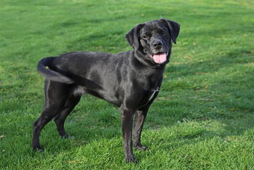 KAKAO, an adoptable Labrador Retriever in Albuquerque, NM