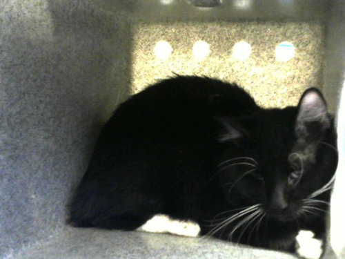 ZUCHINI - Domestic Short Hair for adoption in Albuquerque