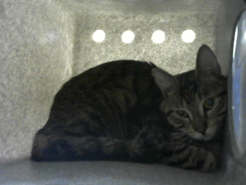 MSG - Domestic Medium Hair for adoption in Albuquerque