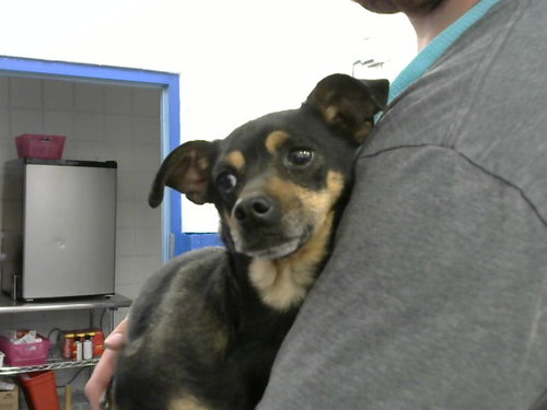 MO - Chihuahua available for adoption