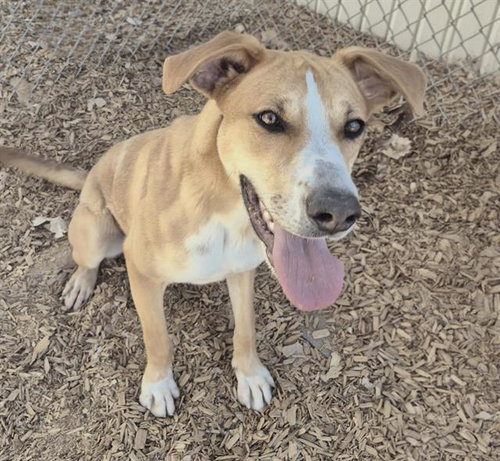 picture of the dog needing adoption