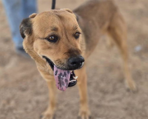LOLIPOP, an adoptable Golden Retriever in Albuquerque, NM