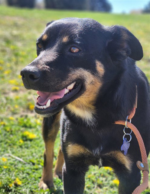 PETAL, an adoptable Australian Kelpie in Albuquerque, NM