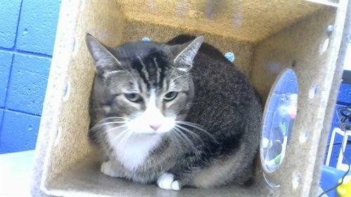 CAT - Domestic Short Hair for adoption in Albuquerque
