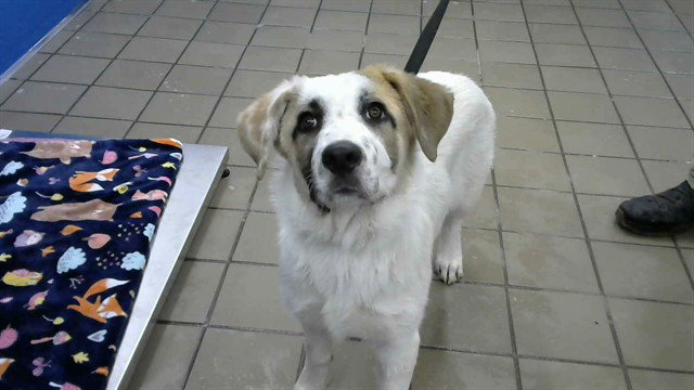 CISCO Image