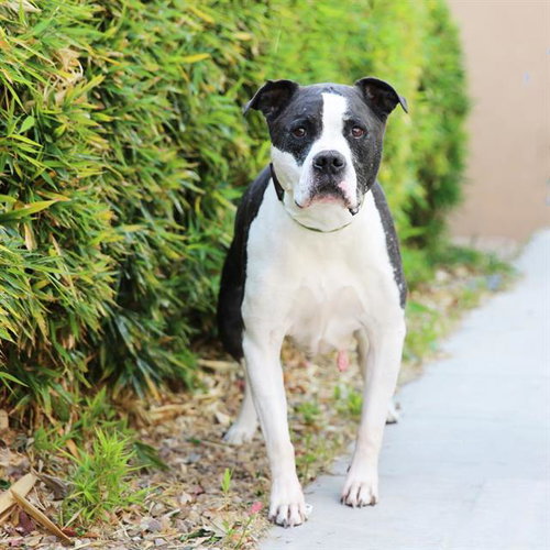 picture of the dog needing adoption
