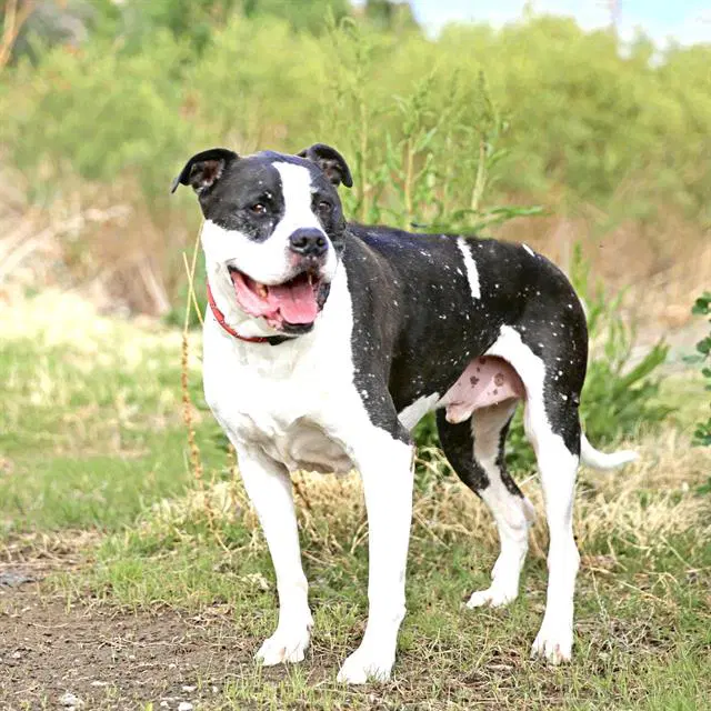 Kilo - American Pit Bull Terrier