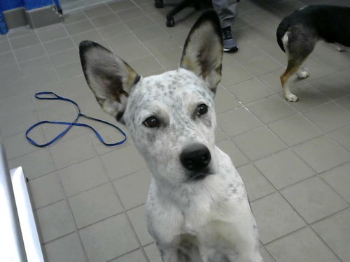 DAN, an adoptable Australian Cattle Dog in Albuquerque, NM